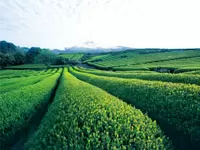 韓国国内で唯一緑茶を自社栽培する化粧品会社として注目を集めています。