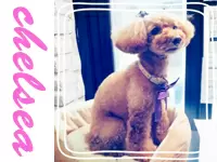 看板犬 トイプードルのチェルシーが、いつもお店でお出迎えをしています★