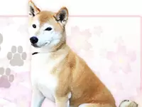 社員犬・さくらもあなたにお会いするのを楽しみにしています
