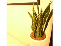 観葉植物が安心・安らぎを与えます！