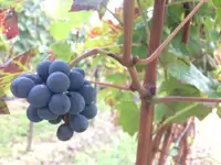 おいしいワインを日本のユーザーに提供します♪