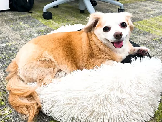 Granのマスコット犬、ナナミ！いつも私たちを癒してくれます♪