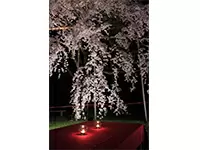 日本の四季を愛でる企画（夜桜の貸切イベント