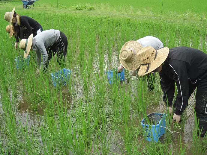 「内面からキレイになって欲しい」という想いから、ブリアントファームで無農薬のお米や野菜を栽培中。