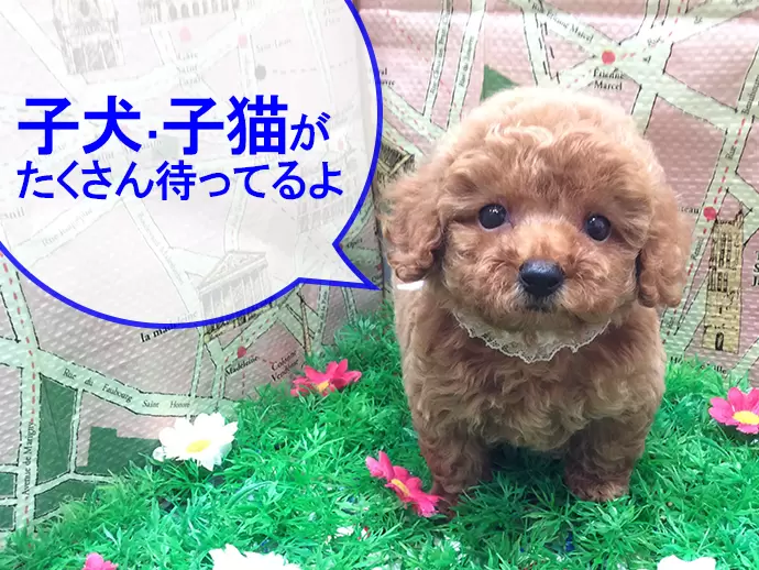 かわいい子犬、子猫にかこまれた日々癒される空間でのお仕事です♪