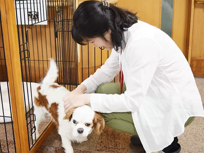 いやし当番のちゃっぴぃが入り口でお出迎え。みなさまから愛される看板犬です。
