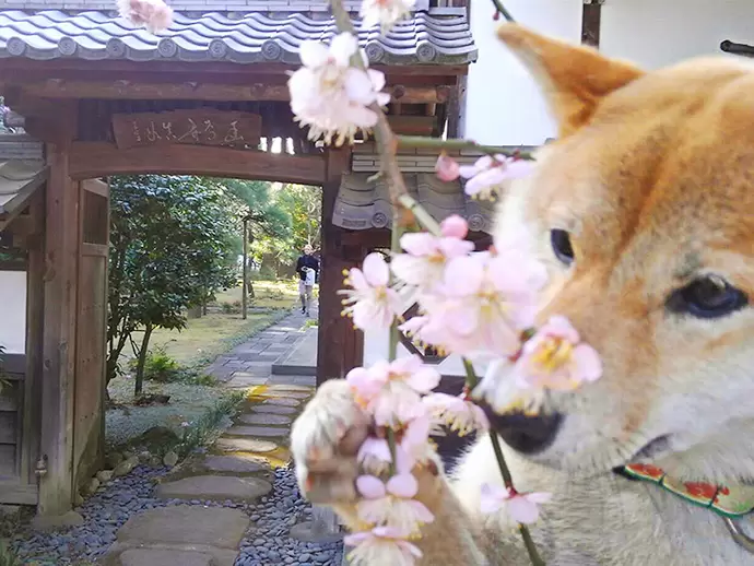 臨済宗妙心寺派 天澤山 麟祥院