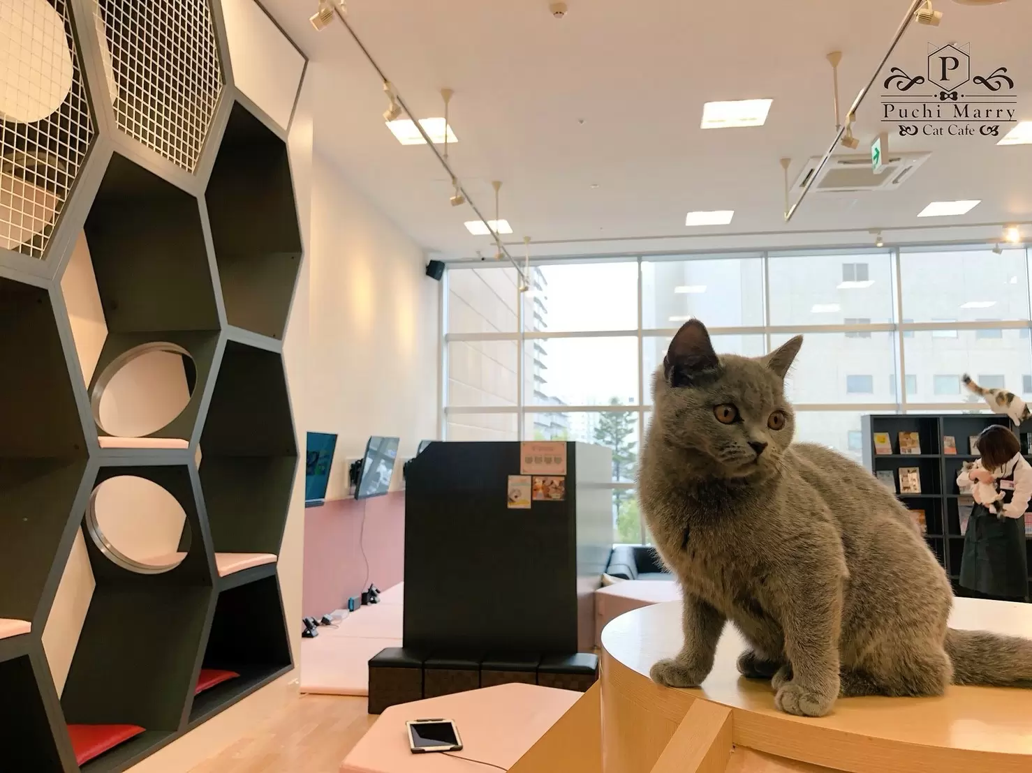 猫カフェPuchi Marry（ぷちまりー）札幌店。素敵な空間を一緒に創っていきましょう！
