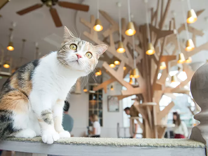 新しいコンセプトが話題！大人気の猫カフェ「MOCHA」を展開中！新店舗も続々出店中です！
