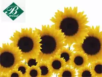 未経験者が多数活躍中！あなたの営業のスキルも開花するでしょう