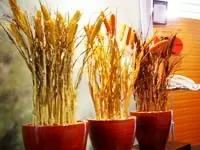 エントランスには、季節の植物を飾っています