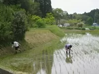 田植えで奮闘。これも思い出のひとつ・・