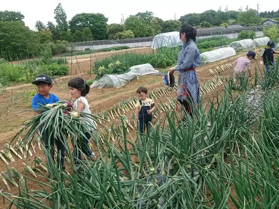 お客様を交えた「収穫体験イベント」を行いました。子供も参加し楽しいひと時でした♪