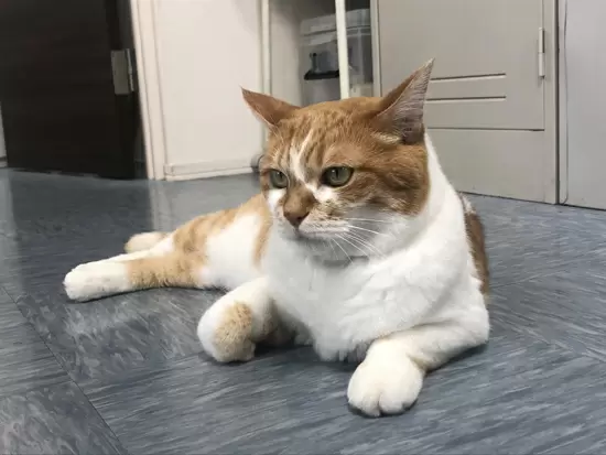面接でもこの子がお迎えします！