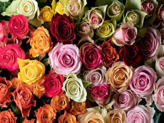 扱う商材は、様々な生活シーンを彩り、心も華やぐ切花たち。