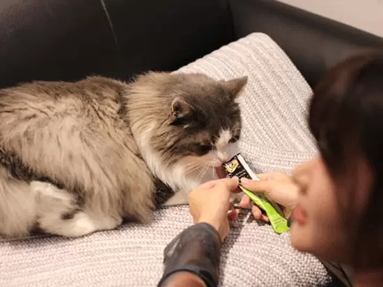 「猫がいるIT企業」としてSNSで話題に！時には研修に参加することもあり、誰でも会うことができます。