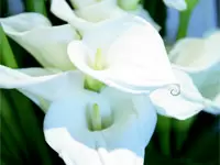 「いつまでもいきいきと咲く花のように」…その思いに応えます