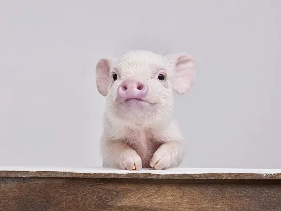 カメラに向かってキリッ。mipigで出会えるのは、毎日写真に撮りたくなるパートナーです。