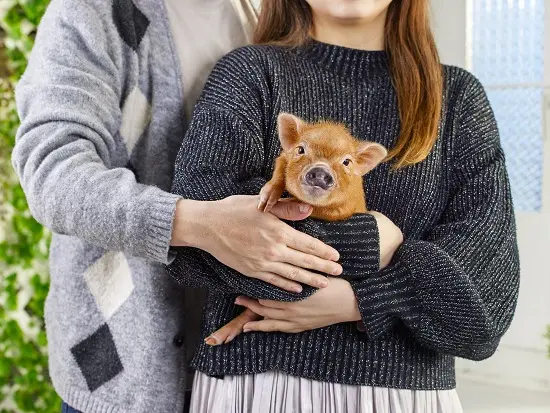 人とブタさんの共生を目指すmipig cafe。ここから新しい家族との暮らしが始まります。