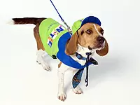マスコット犬NOAHがあなたの同僚「新しい仲間を待ってるワン！」