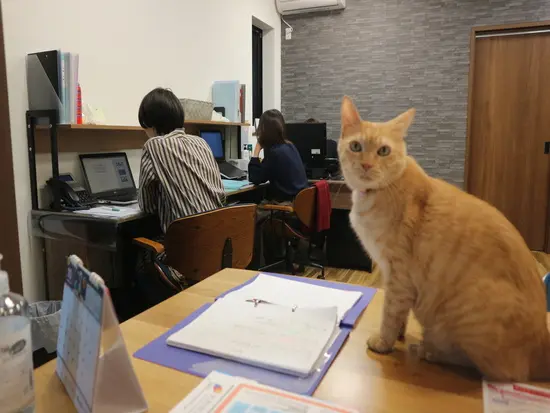 猫のアンバー店長です。温かく和やかな雰囲気を作ってくれています！