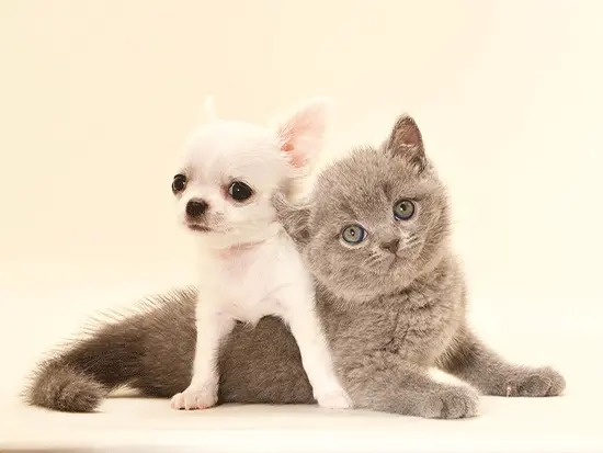 先輩スタッフに聞きました/Q. この仕事のやりがいは？