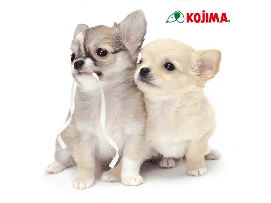 未経験の方も、安心して飛び込んできてくださいね♪