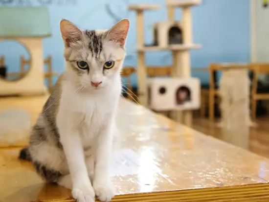 保護猫カフェも古着販売も！"おもしろそう"を事業に。