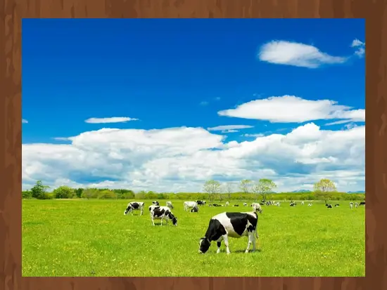 人口より牛が多い！？広大な大地が広がる「別海町」