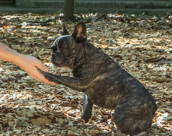 未経験から始める【ホテルサービススタッフ】家賃補助あり／オープニング