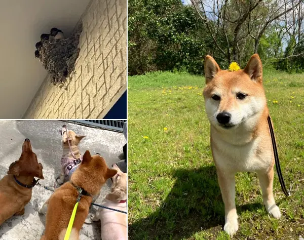 【ペットセレモニーの運営】元動物看護師さんや保護施設スタッフも活躍中