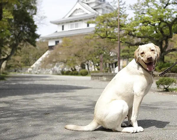 愛犬同伴型リゾートで未経験から始める【ホテルフロントスタッフ】滋賀募集