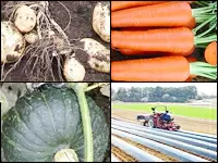 「野菜」から、学生、OL、主婦、高齢者たちの笑顔を増やしています。