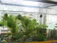 社内ではめだかを飼っています。かわいいですよ。