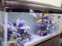 水槽で泳ぐ色とりどりの熱帯魚が仕事の疲れを癒してくれます！