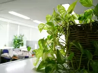 緑の多いオフィス。ふとしたとき、心が安らぎます