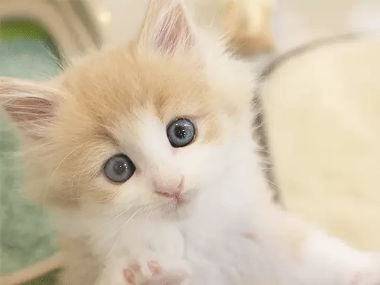 P's-firstでは、業界で初めて全ての子犬・子猫に管理獣医師による「ドクターズチェック」を行っています。