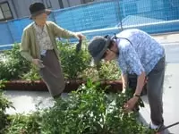 屋上の園芸でのワンシーンです。収穫のときの喜びはひとしおです。