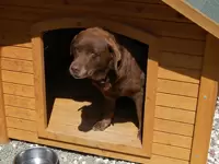 飼っている犬に職員もご利用者も癒されています。