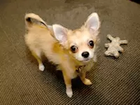 チワワの「ノア」。誰にでもなつく可愛いみんなの癒しです。