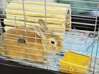 ペットのウサギちゃんはみんなの人気もの。園のマスコットキャラクターでもあります★