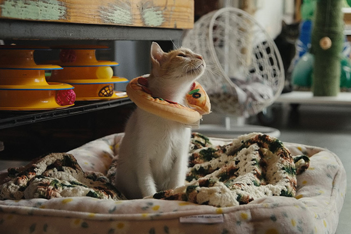 『猫たちと7000マイルの旅』場面写真